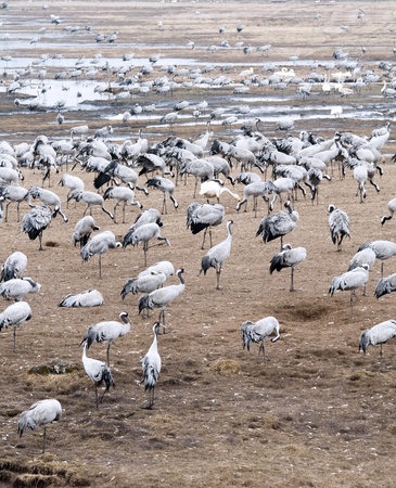 The group of cranes and whooper swans at the lake の写真素材