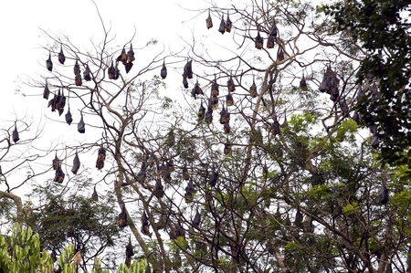 Fruit bats hanging on the tree and sleepingの写真素材