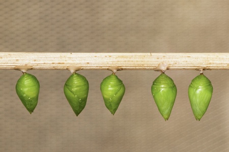 Butterfly pupa hanging on a stick, ready to hatchの写真素材