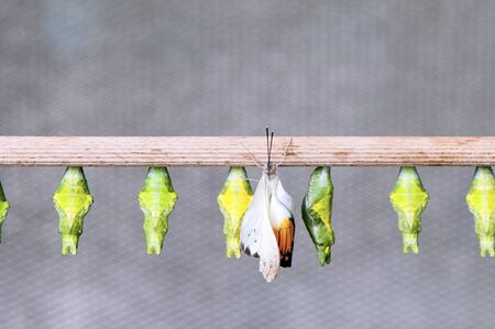 Butterfly just hatched from its chrysalis, Red Tip  Colotis antevippe の写真素材