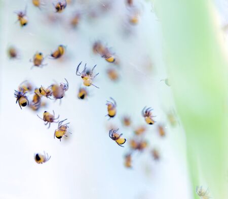Hundreds of young spiders just hatched, European garden spidersの写真素材