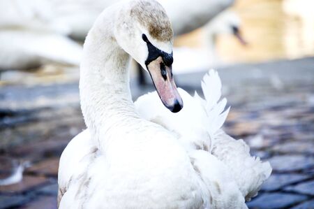 Portrait of a young swan standing on the shoreの写真素材