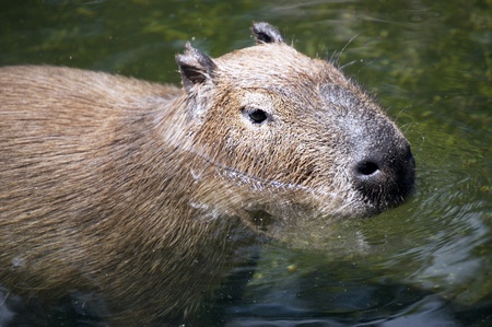 The capybara in the water, close-up on her headの写真素材