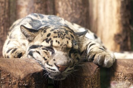 Sleeping and resting Clouded leopard, close-up on the headの写真素材