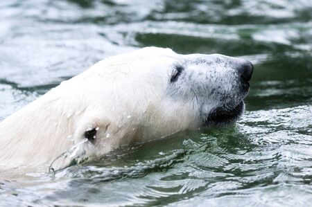 Closeup on the head of a polar bear floating