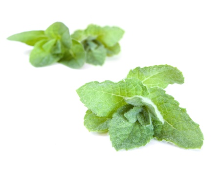 Fresh mint on a white background with water drops