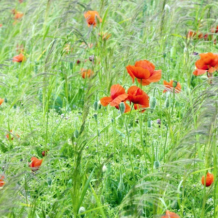Wild red poppies on green field in summerの写真素材