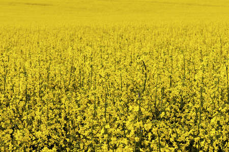 Yellow oilseed rape flowering field on spring