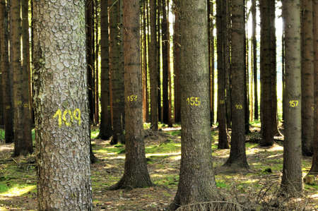 Trees marked with a yellow number on the trunkの写真素材