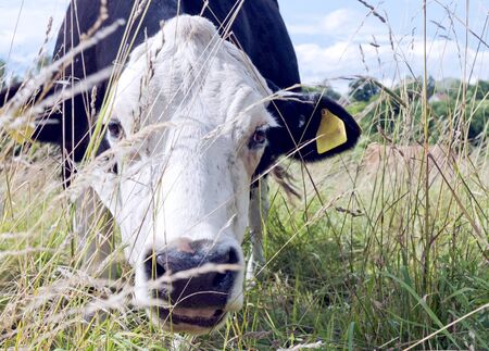 The cow looking through the tall grassの写真素材