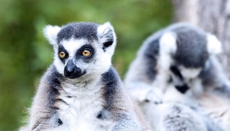 Portrait of the Ring-tailed lemur sitting on a branchの写真素材