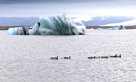Moutain, Iceberg,water and geese, South of Icelandの写真素材