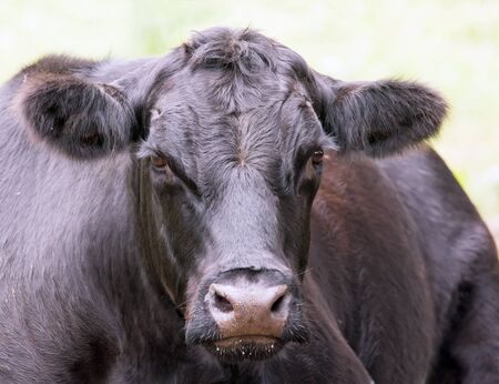 Portrait of a black cow lying in the pastureの写真素材