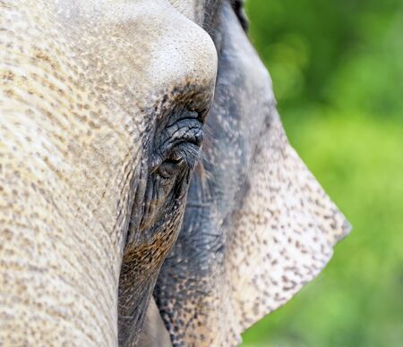 Close-up on the eye of the Indian elephant