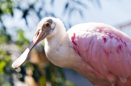 The Roseate Spoonbill that sitting in a treeの写真素材