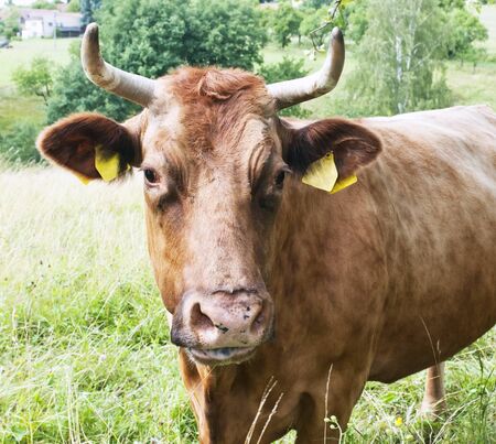 Portrait of a brown cow in the pastureの写真素材