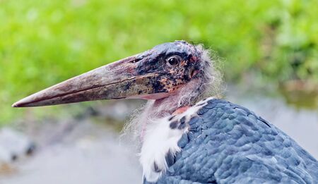 Closeup on the head of the African Mariabuの写真素材