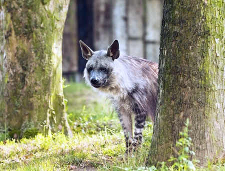 The Brown hyena standing in grass between treesの写真素材