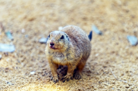 portrait of Black-tailed Prairie Dog in the Sandの写真素材