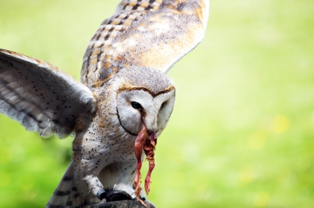 Barn Owl with prey in its beakの写真素材