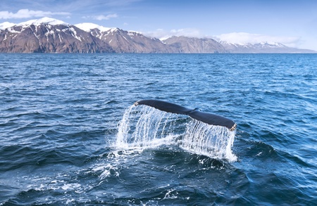 A humpback whaleの写真素材