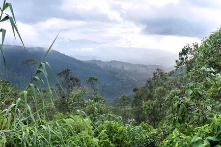 View into the valley through tropical forest, Sri Lanka