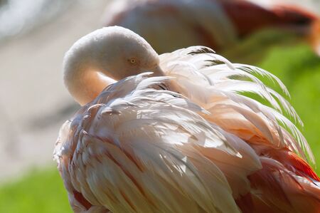 Close-up on the head and pink wings of Greater flamingosの写真素材
