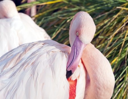 Greater flamingo. Close-up on head and beak flamingoの写真素材