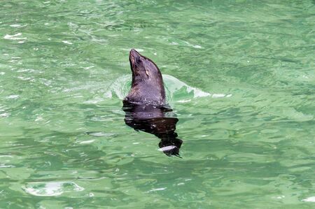 The Brown fur seal in blue-green waterの写真素材