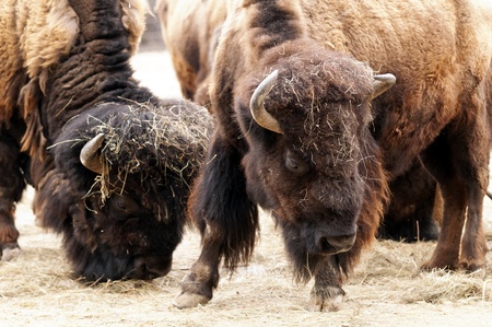 The two American bison. Close-up on their heads.