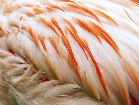 Pink and red feathers of the flamingoの写真素材