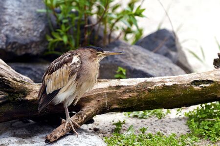 Little bittern camouflaged in its natural habitat