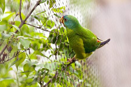 Closeup of a Swift Parrot (Lathamus discolor)