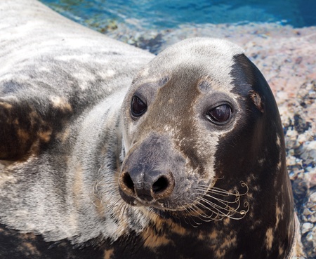 Closeup of the head of a grey sealの写真素材