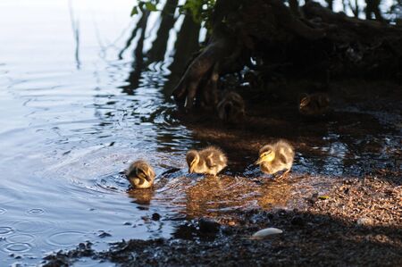 Three young wild ducks on a bank of a riverの写真素材