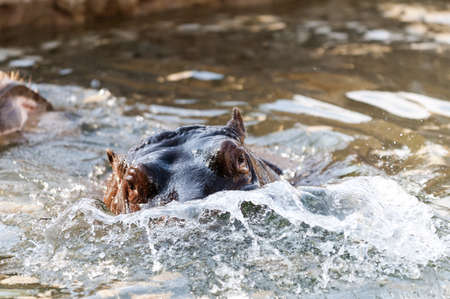 An young hippo (hippopotamus) in the waterの写真素材