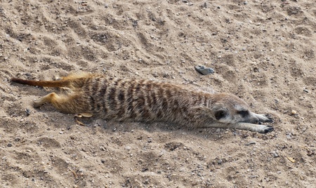 A meerkat (suricate) lying on the ground.の写真素材