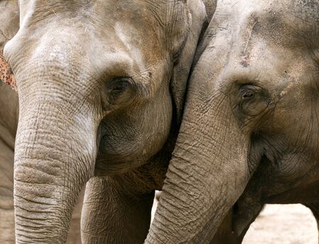 Closeup of the heads of two asian elephantsの写真素材