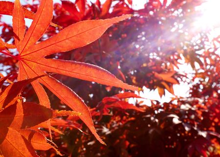 A shot of light red autumn leaves still on the trees 