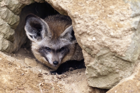 The Bat-eared fox  Otocyon megalotis  lying on a ground の写真素材
