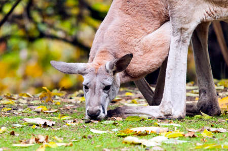 A closeup of the head of an kangarooの写真素材