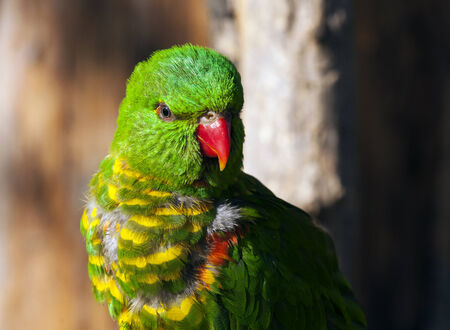 Scaly-breasted lorikeet. Other names this bird is known by include the Gold and Green Lorikeet, Greenie, Green and Yellow Lorikeet, Green Keet.の写真素材