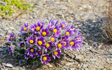 Pasque flower (or pasqueflower), wind flower, prairie crocus, easter flower, and meadow anemone.
