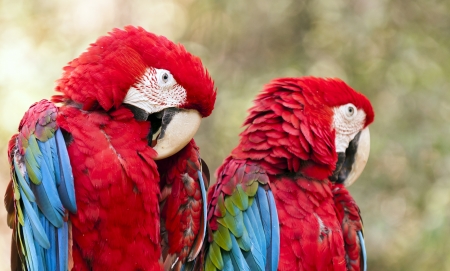 The green-winged macaw known also as the red-and-green macaw
