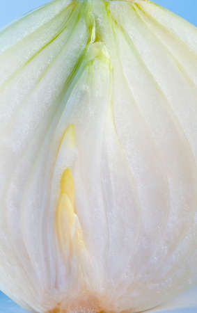 A white onion cut into two halves の写真素材