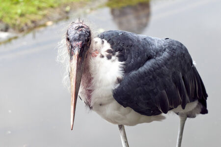 A shot of a marabou stork in a waterの写真素材