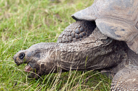A closeup of the head of a tortoiseの写真素材