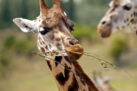 A closeup of the head of a giraffeの写真素材