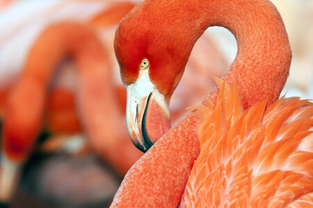 A closeup of the head of a flamingo の写真素材