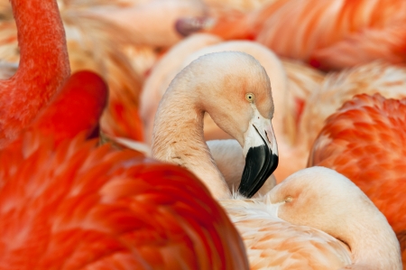A shot of the head of a flamingo の写真素材
